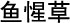 CordateHouttuynia chinese herbal medicine