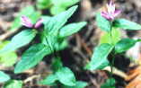 polygala Chinese herbal quitting