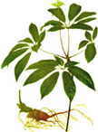 Pseudoginseng Chinese herbal quitting