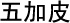 Acanthopanax chinese herbal medicine