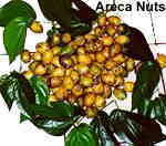areca nut Chinese herbal quitting