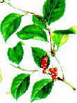 Chinese herb Schisandra fruit herbal quitting