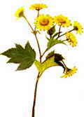 chrysanthemum flower Chinese herbal quitting