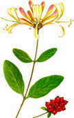 Honeysuckle Chinese herbal quitting