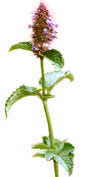 lophanthus Chinese herbal quitting