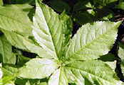 Chinese herb acanthopanax herbal quitting