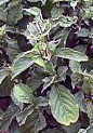 Chinese herb achyranthes herbal quitting