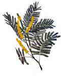 Chinese herb catechu herbal quitting