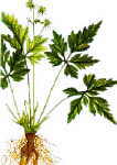 coptis root chinese goldenseal