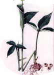 Chinese herb pinellia herbal quitting
