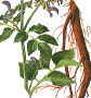 salvia root stop smoking herbs